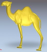 Camel_1.jpg