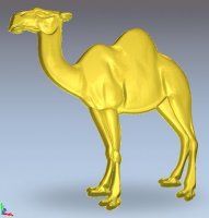 Camel_2.jpg